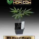 Mt Hood Magic Clones - ACC