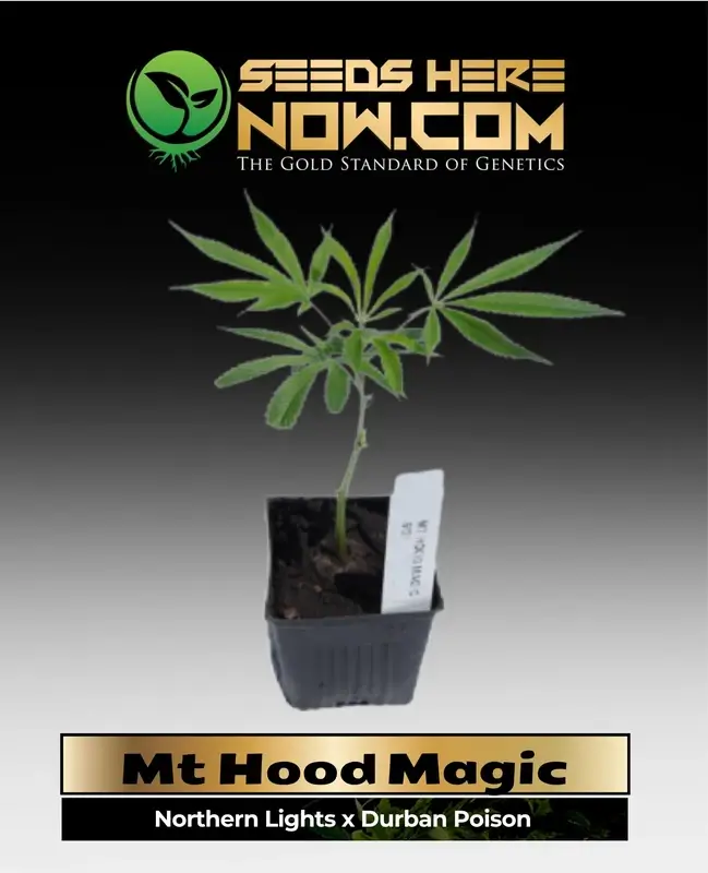 Young Mt Hood Magic cannabis clone showing vigorous growth and fresh leaves
