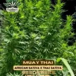 Muay Thai (Feminized) - Flashback Seeds
