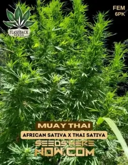 Muay Thai Feminized Seeds (space) Hybrid Cannabis Strain with 25% THC