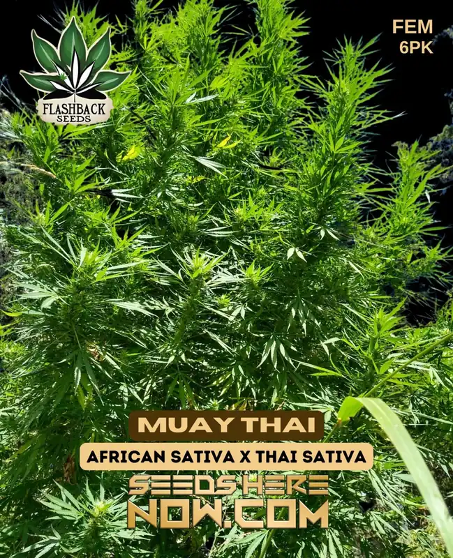 Muay Thai Feminized Seeds - Hybrid Cannabis Strain with 25% THC
