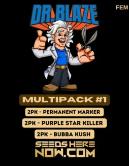Feminized Multipack #1 Cannabis Seeds (space) Citrus and Pine Aroma