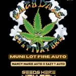 Muni Lot Fire (Autoflower) - Eazy Daze Cultivators