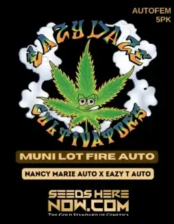 Muni Lot Fire Auto Autoflower Seeds (space) Hybrid Cannabis by Eazy Daze Cultivators