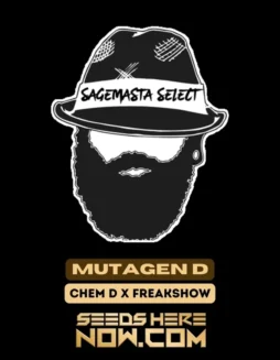 Image of Mutagen D cannabis seeds, a 50/50 hybrid of Chem D and Freakshow, showing dense, trichome(space)rich colas.