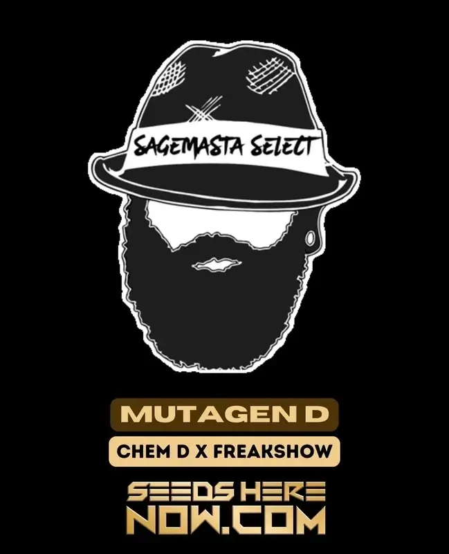 Image of Mutagen D cannabis seeds, a 50/50 hybrid of Chem D and Freakshow, showing dense, trichome-rich colas.