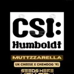 Muttzzarella (Feminized) - CSI Humboldt