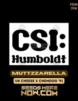 Muttzzarella Feminized Seeds (space) a cross of UK Cheese and Chem 91, featuring 18(space)22% THC