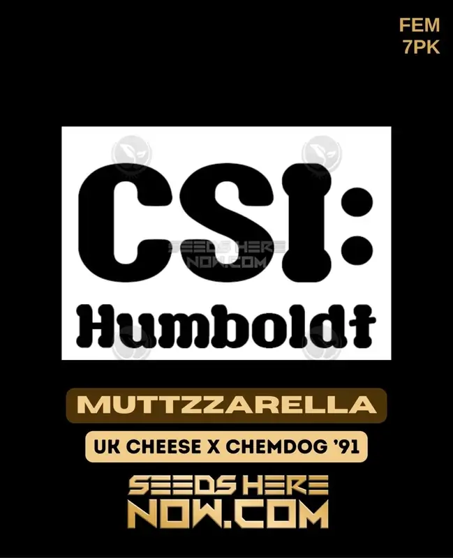 Muttzzarella Feminized Seeds - a cross of UK Cheese and Chem 91, featuring 18-22% THC