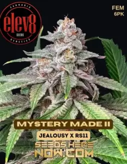 Mystery Made II Feminized Seeds (space) Hybrid Cannabis by Elev8 Seeds featuring citrus, pine, and sweet aromas
