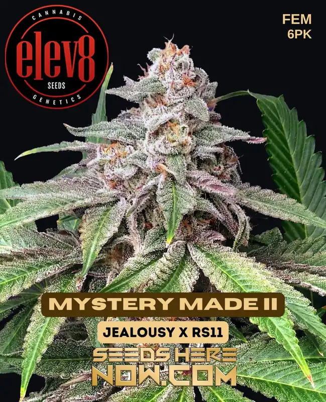 Mystery Made II Feminized Seeds - Hybrid Cannabis by Elev8 Seeds featuring citrus, pine, and sweet aromas