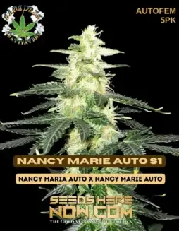 Nancy Marie Auto S1 Cannabis Seeds by Eazy Daze Cultivators showcasing citrus and pine aroma
