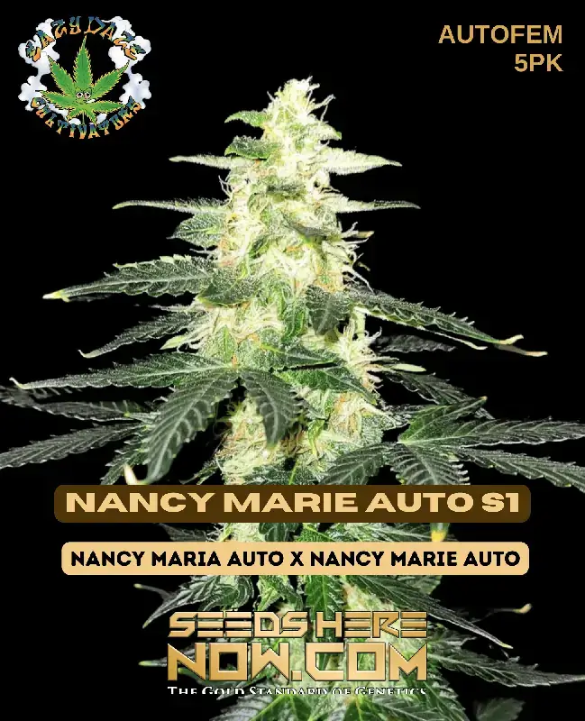 Nancy Marie Auto S1 Cannabis Seeds by Eazy Daze Cultivators showcasing citrus and pine aroma