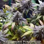 Nancy Marie Punch (Autoflower) - Eazy Daze Cultivators