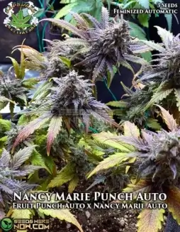 Nancy Marie Punch Auto Autoflower Seeds (space) Hybrid Cannabis by Eazy Daze Cultivators