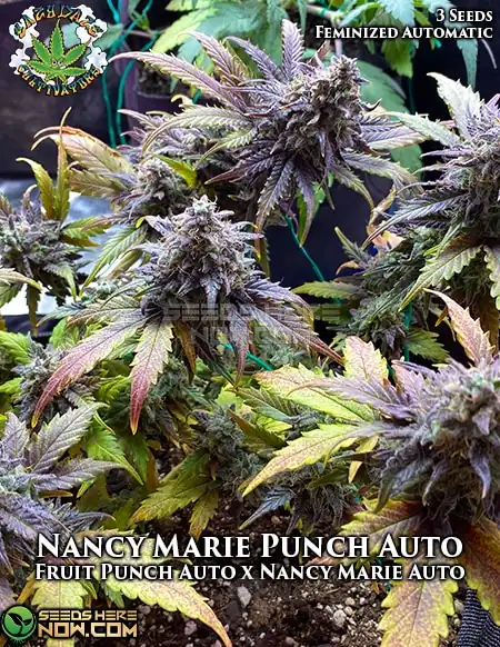 Nancy Marie Punch Auto Autoflower Seeds - Hybrid Cannabis by Eazy Daze Cultivators