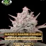 Nancy Marie Punch (Autoflower) - Eazy Daze Cultivators