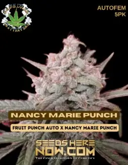 Nancy Marie Punch Autoflowering Seeds by Eazy Daze Cultivators featuring vibrant citrus and berry aromas