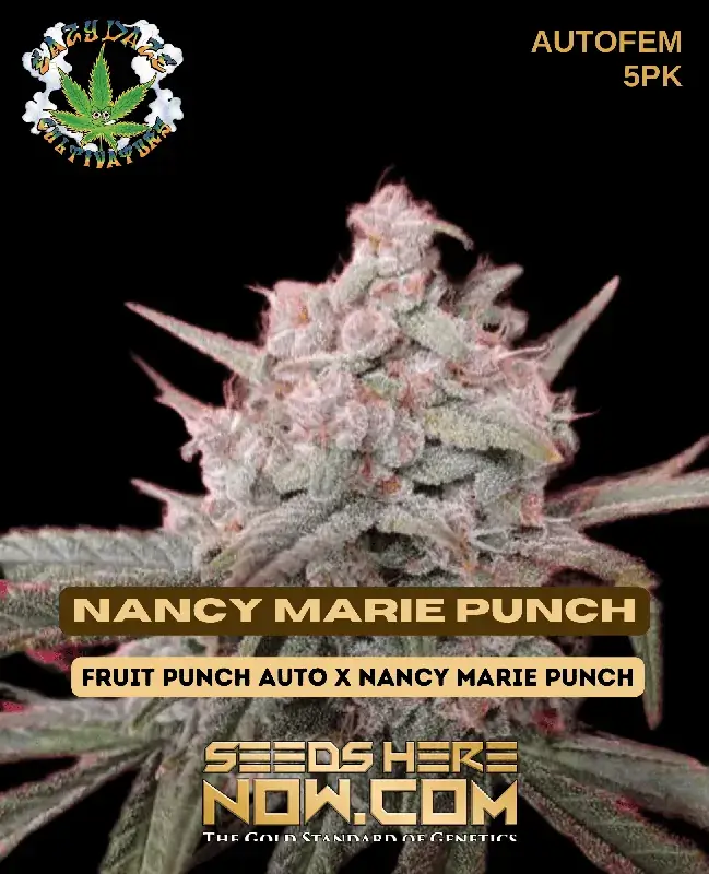 Nancy Marie Punch Autoflowering Seeds by Eazy Daze Cultivators featuring vibrant citrus and berry aromas