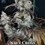 Navy Cross (Regular) - DJ Short Seeds/Blue Star Seeds