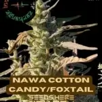 Nawa Cotton Candy/Foxtail (Regular) - Indian Landrace Exchange