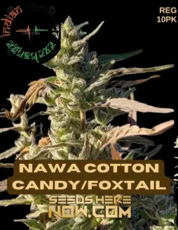 Nawa Cotton Candy/Foxtail (Regular) (space) Indian Landrace Exchange