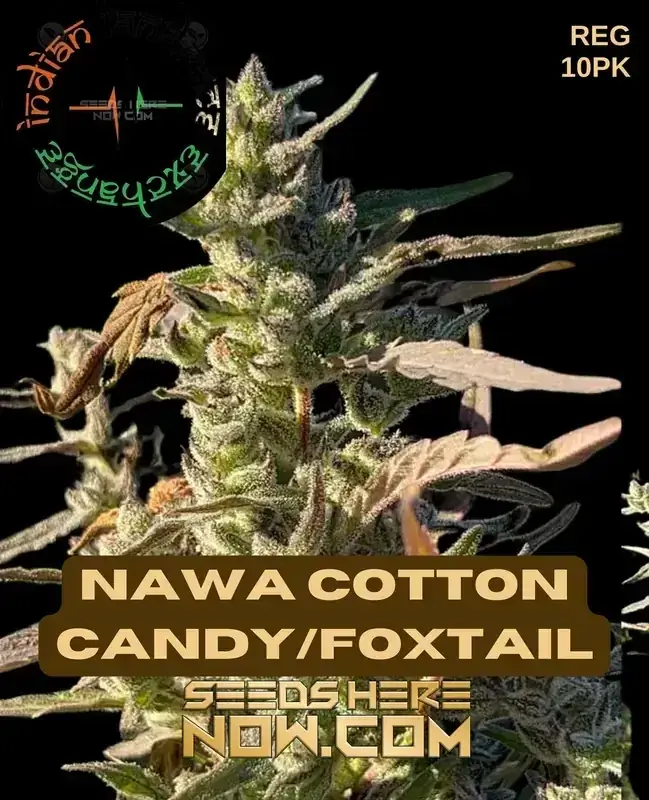 Nawa Cotton Candy Foxtail Regular Seeds - High-Desert Landrace Cannabis