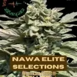 Nawa Elite Selections (Regular) - Indian Landrace Exchange