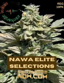 Nawa Elite Selections (Regular) (space) Indian Landrace Exchange