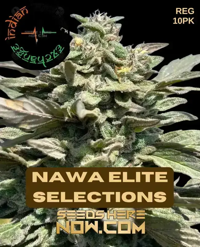Pack of Nawa Elite Selections Cannabis Seeds from Indian Landrace Exchange