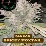 Nawa Spicey/Foxtail (Regular) - Indian Landrace Exchange