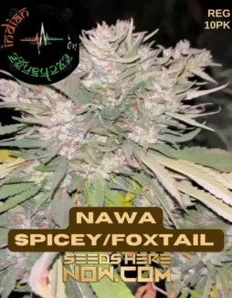 Nawa Spicey/Foxtail (Regular) (space) Indian Landrace Exchange