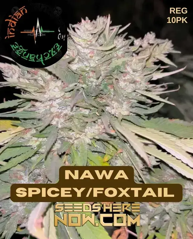 Image of Nawa Spicey/Foxtail cannabis seeds by Indian Landrace Exchange
