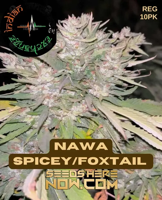 Pack of Nawa Spicey/Foxtail Cannabis Seeds from the Indian Landrace Exchange