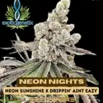 Neon Nights (Feminized) - Exotic Genetix