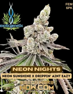 Neon Nights Feminized Seeds packaging and close(space)up view of seeds by Exotic Genetix