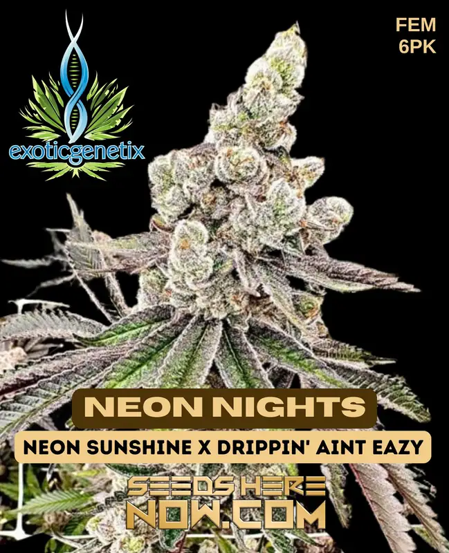 Neon Nights Feminized Seeds packaging and close-up view of seeds by Exotic Genetix