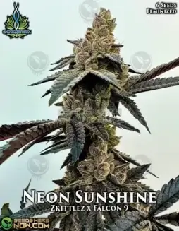 Neon Sunshine Feminized Cannabis Seeds by Exotic Genetix featuring Zkittlez and Falcon 9 lineage