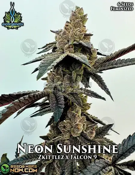 Neon Sunshine Feminized Cannabis Seeds by Exotic Genetix featuring Zkittlez and Falcon 9 lineage