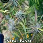Nepal Panauti (Regular) - Indian Landrace Exchange