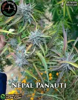 Nepal Panauti regular cannabis seeds pack by Indian Landrace Exchange