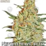 Neville Haze (Autoflower) - Automatically Delicious