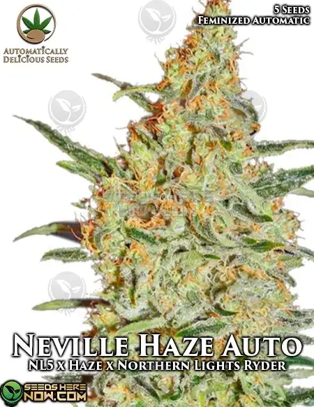 Neville Haze Auto Autoflower Cannabis Seeds by Automatically Delicious