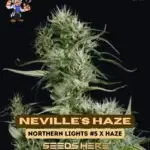 Neville's Haze S1 (Feminized) - Dr. Blaze