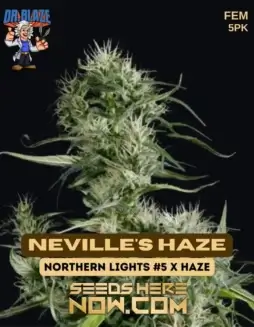 Neville's Haze S1 Feminized Seeds, a sativa(space)dominant hybrid with citrus, pine flavors and energizing effects
