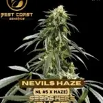 Nevils Haze (Regular) - Best Coast Genetics
