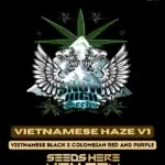 New Haze v1 (Regular) - Snow High Seeds