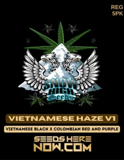 New Haze v1 Regular Seeds by Snow High Seeds featuring a blend of exotic strains