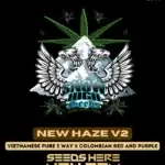 New Haze v2 (Regular) - Snow High Seeds