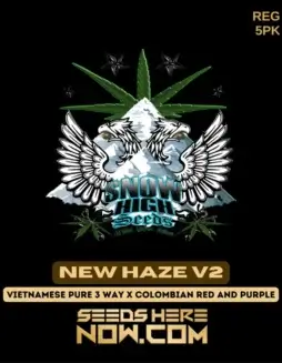 New Haze v2 Regular Seeds pack by Snow High Seeds featuring Vietnamese and Colombian lineage